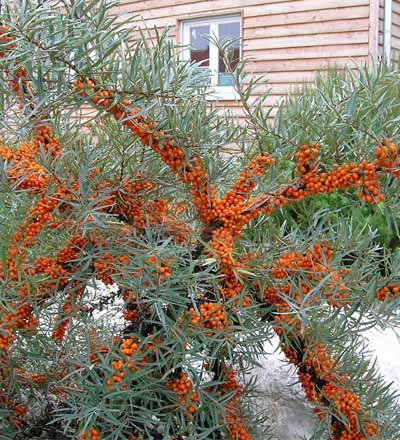 Обліпиха – Hippophae rhamnoides